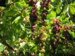 Arbor grape vines